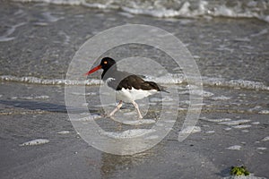 HUITRIER D`AMERIQUE haematopus palliatus