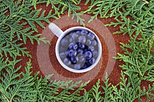Huja branches and a white cup of blueberries on brown knitted cl