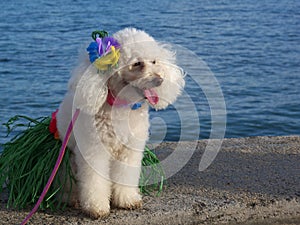 Hula Dog