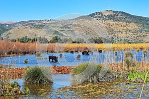 Hula Lake nature reserve, Hula Valley, Israel