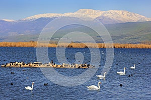 Hula Lake nature reserve, Hula Valley, Israel