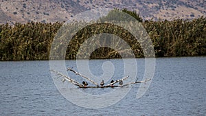 Hula Valley - Israel