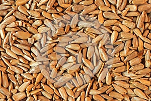 Hulled organic sunflower seed, top view