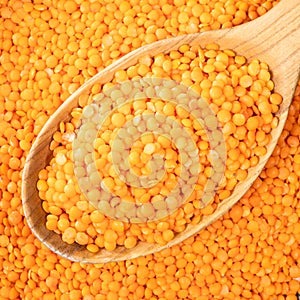 Hulled red lentils in wooden spoon closeup photo
