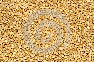 Hulless barley grains, also called naked barley, background and surface