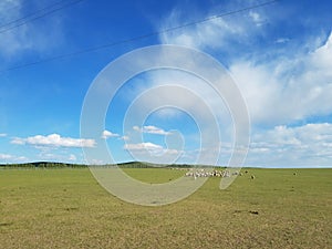 Hulun Buir Prairie