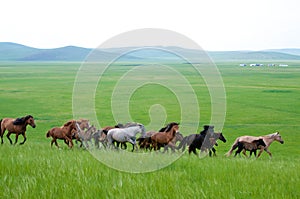 Hulunbeir landscape