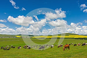 Hulunbuir Grassland