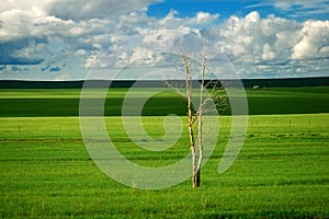 Hulunbuir prairie