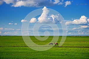 Hulunbuir prairie