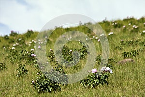 The hulunbuir prairie scenery.Wild flowers.