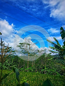 Huma Farmer's Trees and Plants plus views of the sky photo