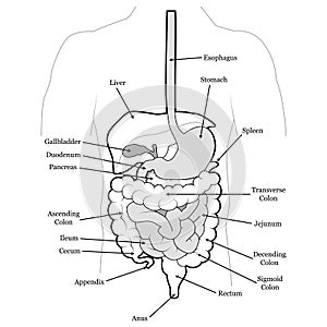 Human Abdomen photo