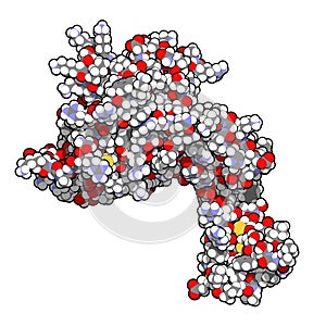 Human activated protein C (APC, drotrecogin alfa, without Gla-domain). Has anti-thrombotic and anti-inflammatory properties. Used photo