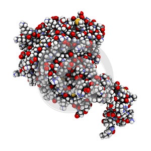 Human activated protein C (APC, drotrecogin alfa, without Gla-domain). Has anti-thrombotic and anti-inflammatory properties. Used photo