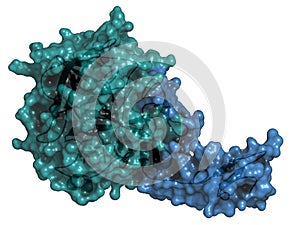 Human activated protein C APC, drotrecogin alfa, without Gla-domain. Has anti-thrombotic and anti-inflammatory properties. Used. photo