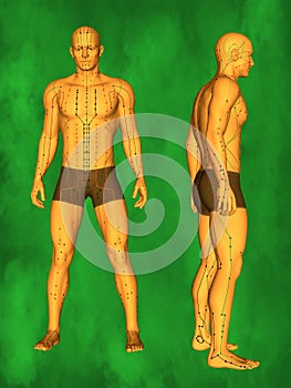 Human Acupuncture Model