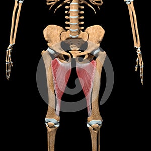 Human adductor magnus muscles on skeleton