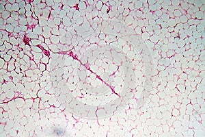 Human adipose tissue