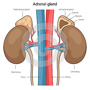 Human Adrenal Glands and Kidneys diagram medical