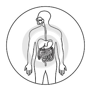 Human alimentary canal or digestive system line art icon for apps and websites