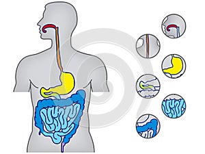 Human alimentary system photo