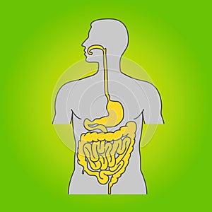 Human alimentary system