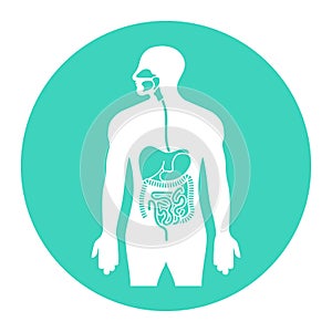 Human alimentary tract or digestive system organs flat vector icon for apps and websites