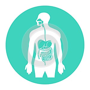 Human alimentary tract or digestive system organs flat vector icon for apps and websites photo