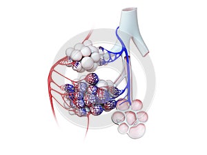 The human alveoli