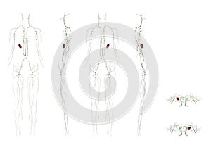 Human Anatomical Illustration Female Lymphatic System Various Angles