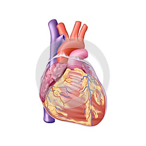 Human anatomically correct heart realistic illustration isolated