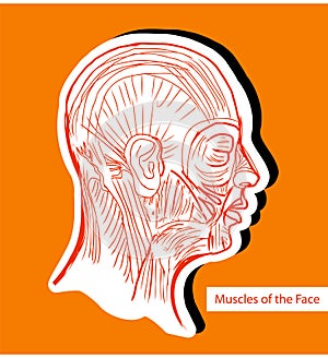 Human anatomie Muscles of the Face (Facial Muscles) - Medical Il