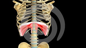 Human anatomy 3d illustration