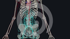 In human anatomy, the abdominal aorta is the largest artery in the abdominal cavity