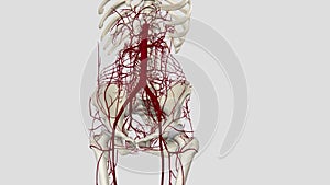 In human anatomy, the abdominal aorta is the largest artery in the abdominal cavity