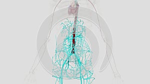 In human anatomy, the abdominal aorta is the largest artery in the abdominal cavity