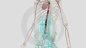 In human anatomy, the abdominal aorta is the largest artery in the abdominal cavity