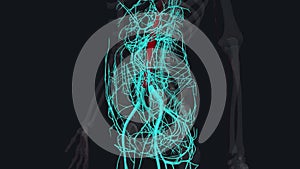 In human anatomy, the abdominal aorta is the largest artery in the abdominal cavity