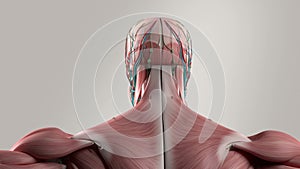 Human anatomy animation rotating view showing head and torso