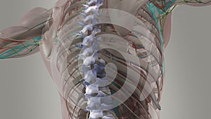 Human anatomy animation showing back, spine and neck.