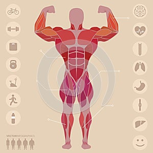 Human, anatomy, anterior muscles, sports, medical, vector
