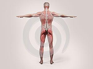 Human anatomy with back view of full body