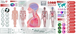 Human Anatomy, Body With Internal Organs