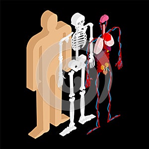 Human anatomy body isometric. Internal organs 3D. Organ systems