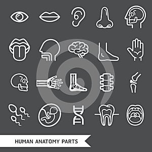 Human anatomy body parts detailed icons set.