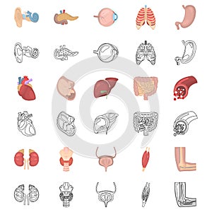 Human anatomy color and line icons set