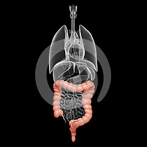 Human anatomy - digestive system