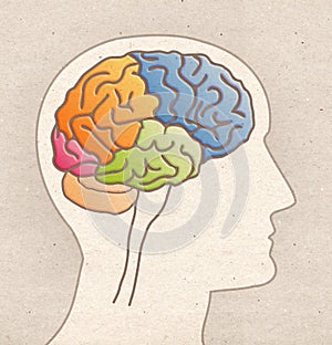 Human Anatomy drawing - Profile Head with BRAIN Lobes