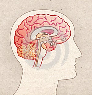 Human Anatomy drawing - Profile Head with BRAIN Sagittal section photo